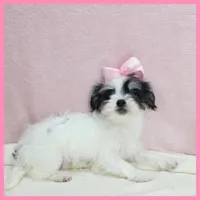 Josie, a female Yorkipoo for sale in Taylor, TX – 4 of 5