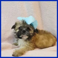 Iggy, a male Pug and Yorkshire Terrier for sale in Austin, TX – 2 of 3