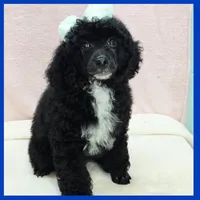 King, a male Poodle - Miniature  for sale in Taylor, TX – 4 of 4