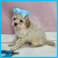 Logan, a male Maltipoo for sale in Austin, TX – 3 of 4