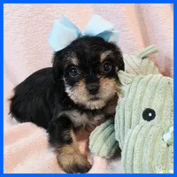 Joey, a male Yorkipoo for sale in Austin, TX – 2 of 3