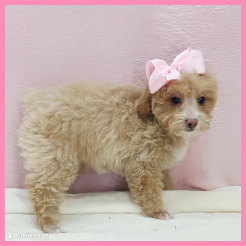 Kansas – Poodle - Miniature  puppy for sale in Taylor, TX