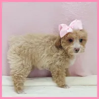 Kansas, a female Poodle - Miniature  for sale in Taylor, TX – 1 of 5