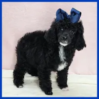 Ken, a male Poodle - Miniature  for sale in Taylor, TX – 4 of 5