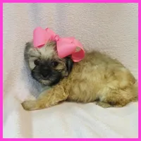 Ivy, a female Pug and Yorkshire Terrier for sale in Austin, TX – 2 of 4