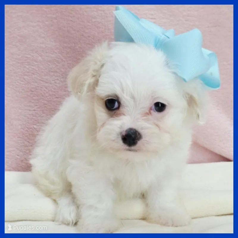 Milo – Maltipoo puppy for sale in Austin, TX