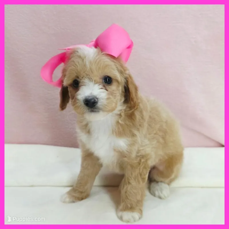 Layla – Maltipoo puppy for sale in Austin, TX