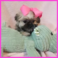 Ivy, a female Pug and Yorkshire Terrier for sale in Austin, TX – 4 of 4