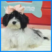 Harmony, a female Morkie for sale in Austin, TX – 1 of 5