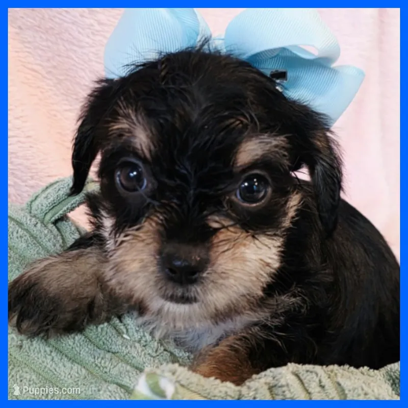 Joey – Yorkipoo puppy for sale in Austin, TX