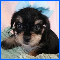 Joey, a male Yorkipoo for sale in Austin, TX – 1 of 3