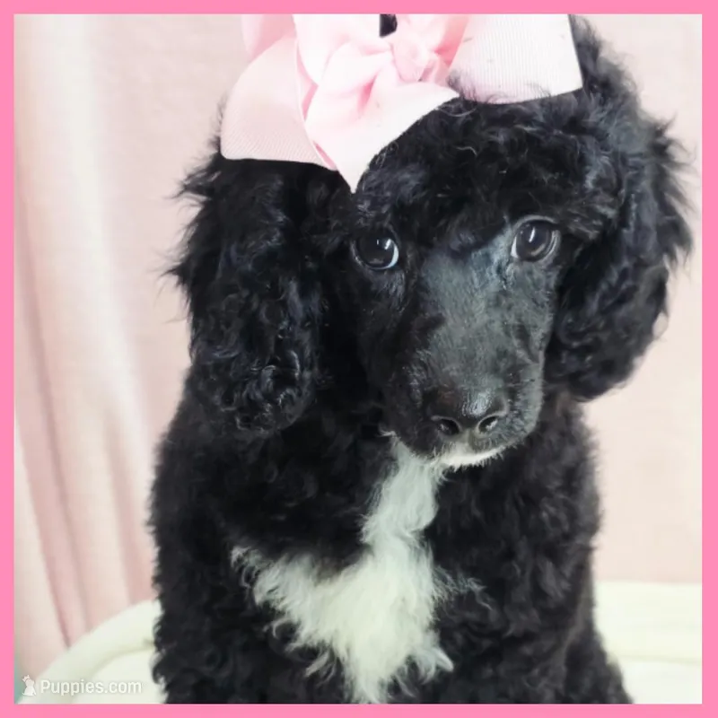 Katie – Poodle - Miniature  puppy for sale in Austin, TX