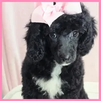 Katie, a female Poodle - Miniature  for sale in Austin, TX – 1 of 4