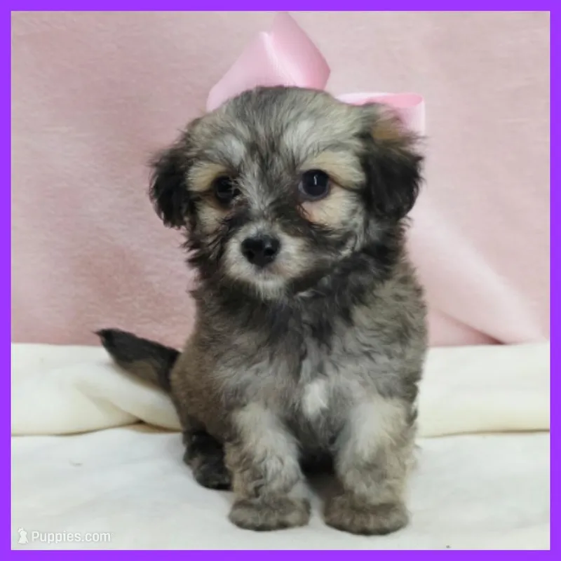 Maya – Maltipoo puppy for sale in Austin, TX