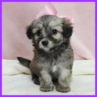 Maya, a female Maltipoo for sale in Austin, TX – 1 of 3