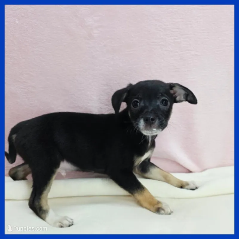 Nico – Miniature Schnauzer puppy for sale in Austin, TX