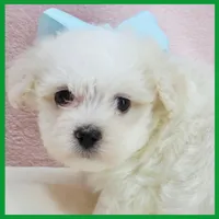 Max, a male Maltipoo for sale in Austin, TX – 4 of 4