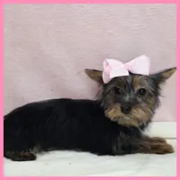 Hanna, a female Morkie for sale in Austin, TX – 2 of 4