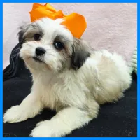 Issac, a male Maltese and Shih Tzu for sale in Austin, TX – 2 of 4