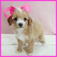Layla, a female Maltipoo for sale in Austin, TX – 2 of 4