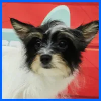 Henry, a male Morkie for sale in Austin, TX – 2 of 4