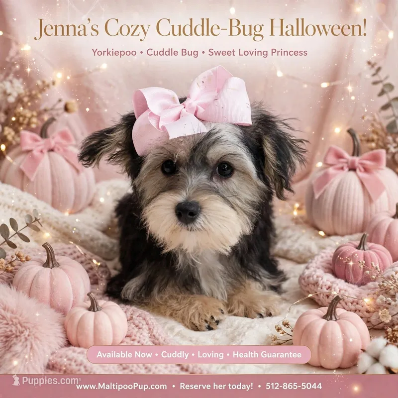Jenna – Yorkipoo puppy for sale in Taylor, TX