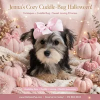 Jenna, a female Yorkipoo for sale in Taylor, TX – 1 of 5