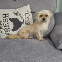 Emily, a female Pug and Shih Tzu for sale in Austin, TX – Photo 4 of 5