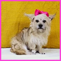 Emily, a female Pug and Shih Tzu for sale in Austin, TX – Photo 2 of 5