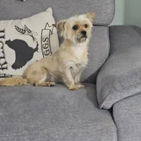 Emily, a female Pug and Shih Tzu for sale in Austin, TX – Photo 1 of 5