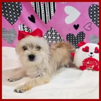 Nala, a female Morkie for sale in Austin, TX – Photo 1 of 8