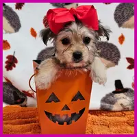 Nala, a female Morkie for sale in Austin, TX – Photo 6 of 8