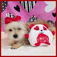 Nala, a female Morkie for sale in Austin, TX – Photo 2 of 8