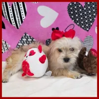 Nala, a female Morkie for sale in Austin, TX – Photo 4 of 8