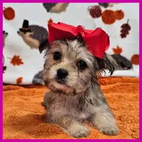 Nala, a female Morkie for sale in Austin, TX – Photo 8 of 8