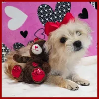 Nala, a female Morkie for sale in Austin, TX – Photo 3 of 8