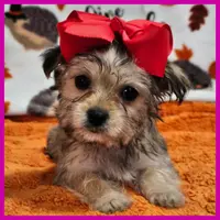 Nala, a female Morkie for sale in Austin, TX – Photo 5 of 8