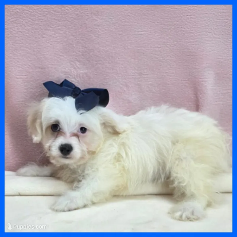 Milo – Maltipoo puppy for sale in Austin, TX