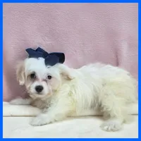 Milo, a male Maltipoo for sale in Austin, TX – 1 of 3