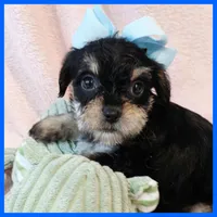 Joey, a male Yorkipoo for sale in Austin, TX – 3 of 3
