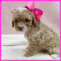 Kansas, a female Poodle - Miniature  for sale in Austin, TX – 3 of 3