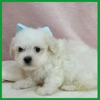 Max, a male Maltipoo for sale in Austin, TX – 3 of 4