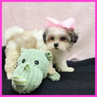 Isabella, a female Maltese and Shih Tzu for sale in Austin, TX – 2 of 4