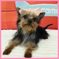 Fern, a female Morkie for sale in Austin, TX – 4 of 4