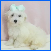 Mason, a male Maltipoo for sale in Austin, TX – 3 of 3