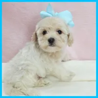 Lucas, a male Maltipoo for sale in Austin, TX – 2 of 3
