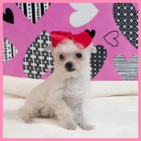 Crystal, a female Morkie for sale in Austin, TX – Photo 3 of 4