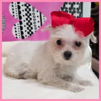 Crystal, a female Morkie for sale in Austin, TX – Photo 1 of 4