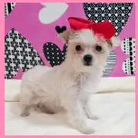 Crystal, a female Morkie for sale in Austin, TX – Photo 4 of 4