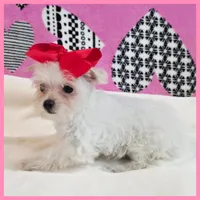 Crystal, a female Morkie for sale in Austin, TX – Photo 2 of 4